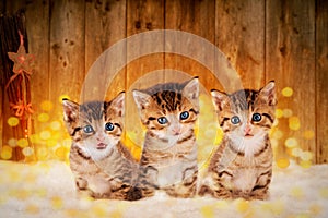 Three little kittens sitting in the snow with Christmas deco