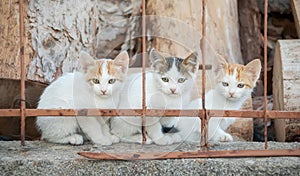 Three little kittens sitting together behind a fence
