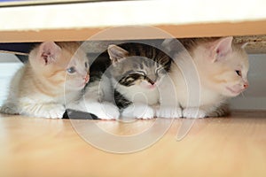 Three little kittens