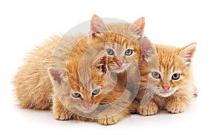 Three little kittens.