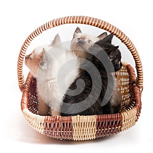 Three little kittens in a wicker basket on a white background