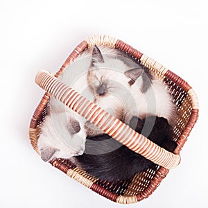 Three little kittens in a wicker basket on a white background