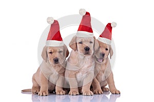 Three little labrador retriever puppies wearing santa claus hats are sitting