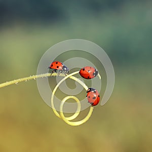 Three little ladybugs crawling through a maze of blades of grass