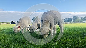 Three little lambs bow their heads to graze.