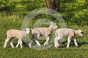 Three little lambs grazing on meadow