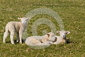 Three little lambs