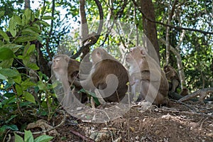 Three little monkeys in the jungle in Thailand