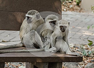 Three Little Monkeys Sitting in a Row