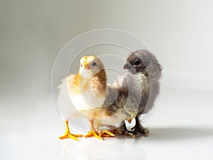 Three little newborn brown chickens on white with copy space