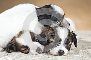 Three little Papillon puppy sleeping