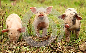 Three little piglets