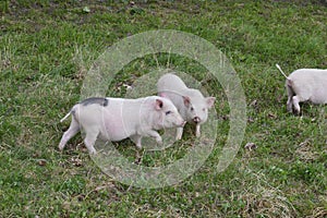 Three little piglets in a pen