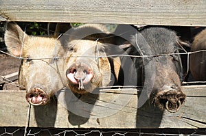 Three little pigs