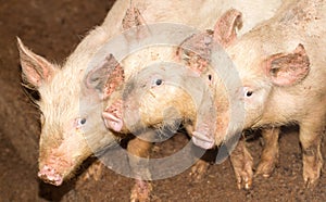 Three little pigs on the farm
