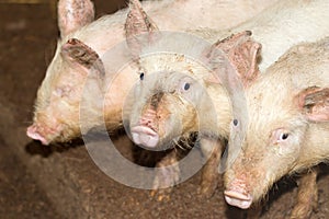 Three little pigs on the farm