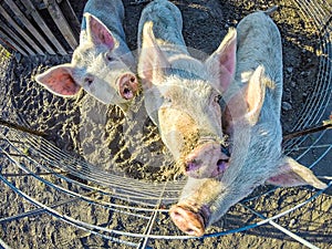 Three little pigs on the farm