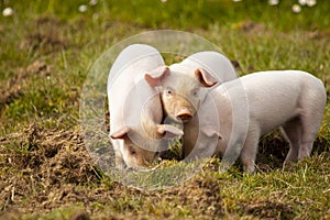 Three little pigs grazing happily in a meadow