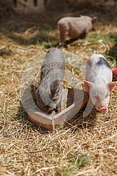 Three little pigs near the feeders