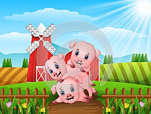 Three little pigs playing at farm