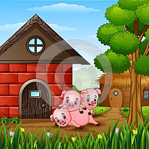 Three little pigs are playing at farm