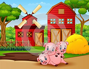 Three little pigs are playing at the farm