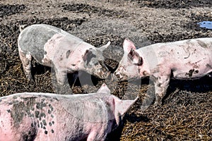 The Three Little Pigs Playing in the Mud