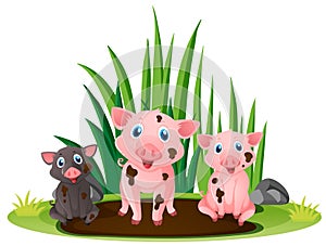 Three little pigs playing in muddy puddle