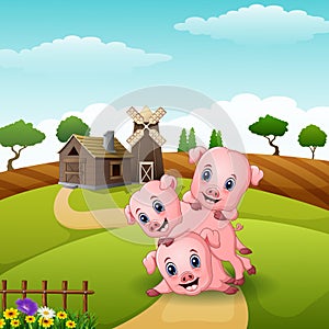 Three little pigs playing together