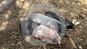 Three little pigs resting in the yard on a sunny day, countryside farm