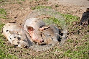 Three little pigs sleep on the grass