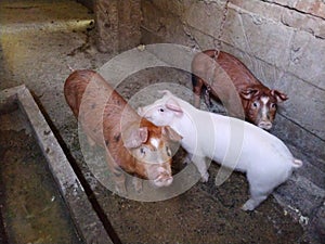 Three little pigs in a stable. Cheerful animals in the barn. Young pigs for fattening. Piglets are looking at the camera