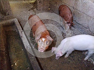 Three little pigs in a stable. Cheerful animals in the barn. Young pigs for fattening. Piglets are looking at the camera. Two red-