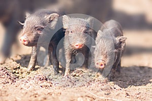 three little pigs. Three small and lovely
