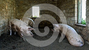 Three little pigs in traditional village pigstry