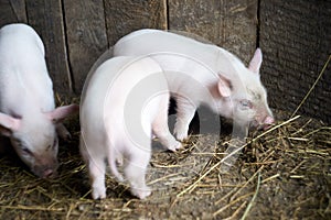 Three little pink pigs. Newborn animals