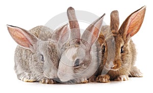 Three little rabbits