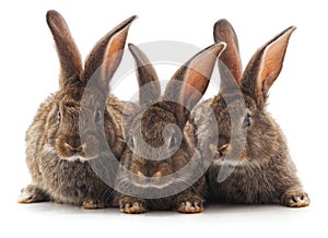 Three little rabbits