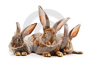 Three little rabbits