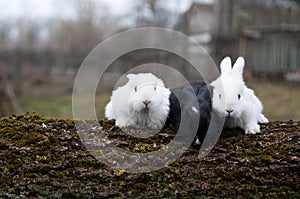 Three little rabbits