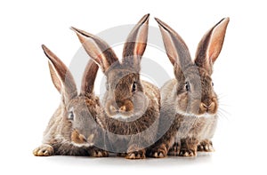 Three little rabbits