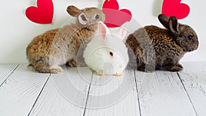 Three little rabbits. animals for Valentine's Day. Cute hares on a white background with red hearts. Agriculture, rabbit