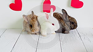 Three little rabbits. animals for Valentine`s Day. Cute hares on a white background with red hearts. Agriculture, rabbit