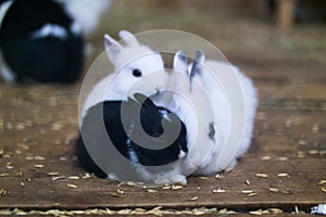 Three little rabbits. Black and two white sit clinging to each other