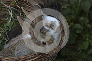 Three little rabbits of different colors sit side by side in a wicker basket