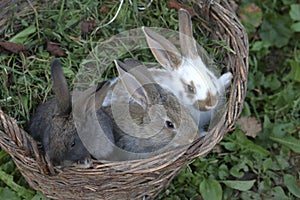 Three little rabbits of different colors sit side by side in a wicker basket