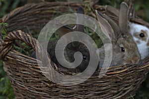 Three little rabbits of different colors sit side by side in a wicker basket