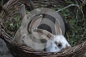 Three little rabbits of different colors sit side by side in a wicker basket