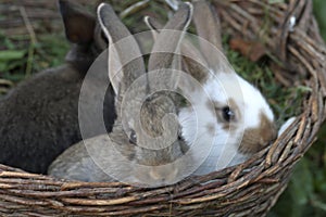 Three little rabbits of different colors sit side by side in a wicker basket