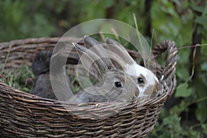 Three little rabbits of different colors sit side by side in a wicker basket